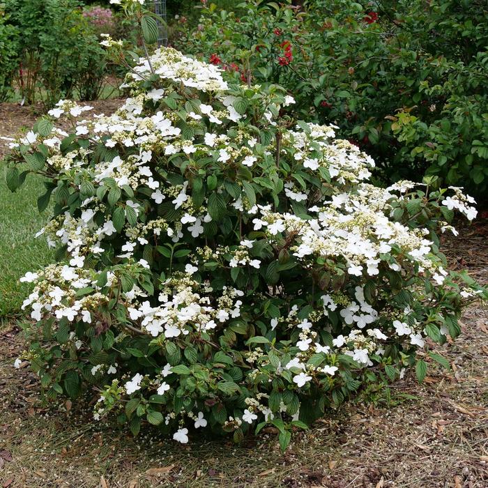 'Steady Eddy®' Doublefile Viburnum - Viburnum plicatum var. tomentosum from E.C. Brown's Nursery