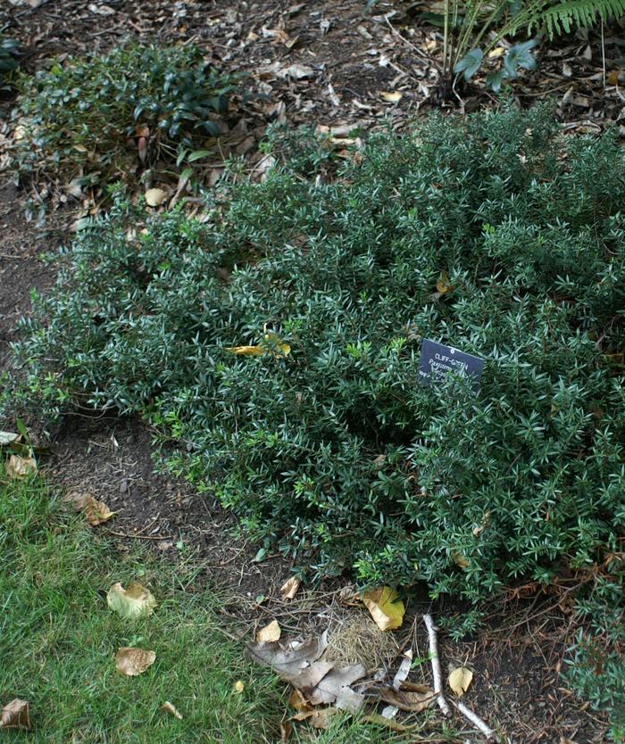 Cliff Green - Paxistima canbyi from E.C. Brown's Nursery