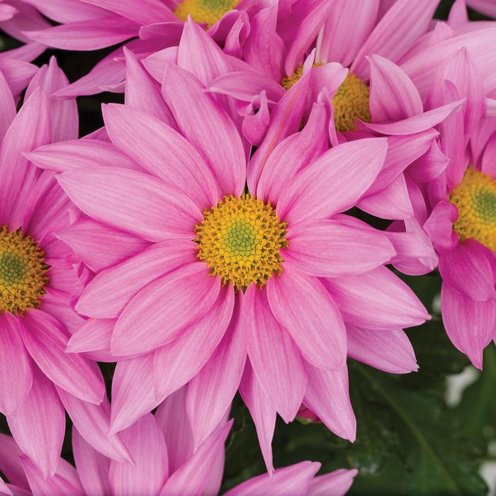 'Rose Pink' Garden Mum - Chrysanthemum x 'Rose Pink' from E.C. Brown's Nursery