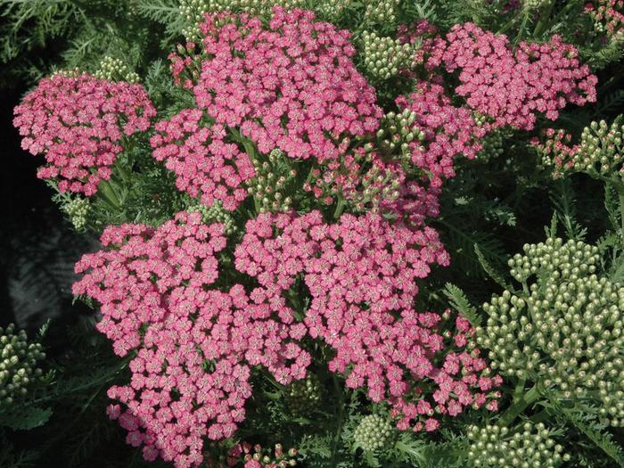 Tutti Frutti™ 'Pink Grapefruit' - Achillea millefolium (Yarrow) from E.C. Brown's Nursery