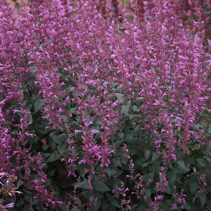 Meant to Bee™ 'Royal Raspberry' - Agastache (Hummingbird Mint) from E.C. Brown's Nursery