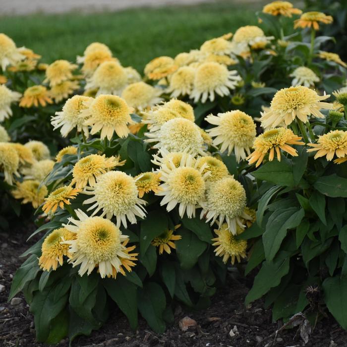 Double Coded™ 'Butter Pecan' - Echinacea (Coneflower) from E.C. Brown's Nursery Double Coded™ 'Butter Pecan' - Echinacea (Coneflower) from E.C. Brown's Nursery