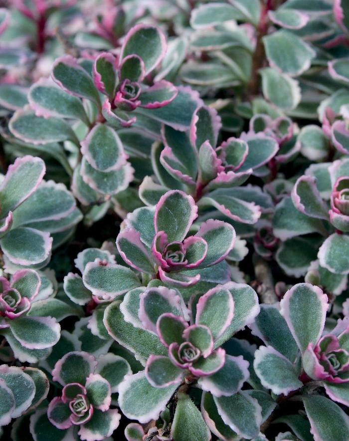 'Tricolor' Stonecrop - Sedum spurium from E.C. Brown's Nursery 'Tricolor' Stonecrop - Sedum spurium from E.C. Brown's Nursery