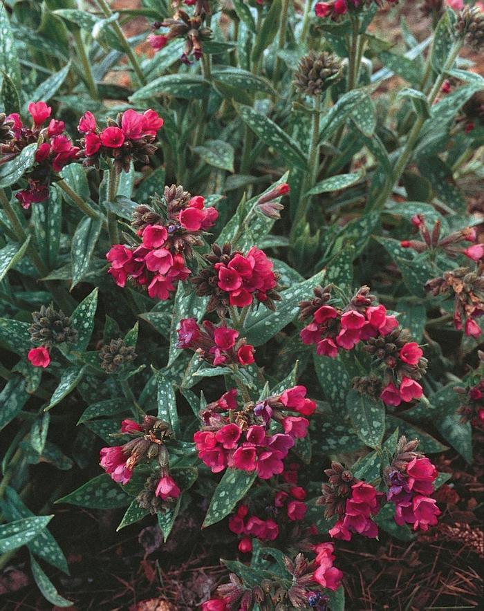 ''Raspberry Splash'' Lungwort - Pulmonaria longifolia from E.C. Brown's Nursery ''Raspberry Splash'' Lungwort - Pulmonaria longifolia from E.C. Brown's Nursery