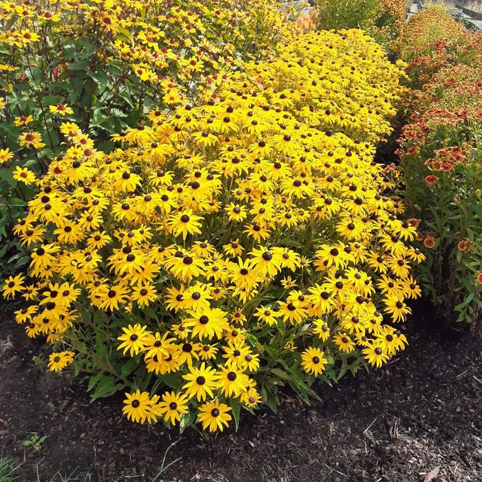 'Goldblitz' Black-Eyed Susan - Rudbeckia fulgida var. sulivanttii from E.C. Brown's Nursery