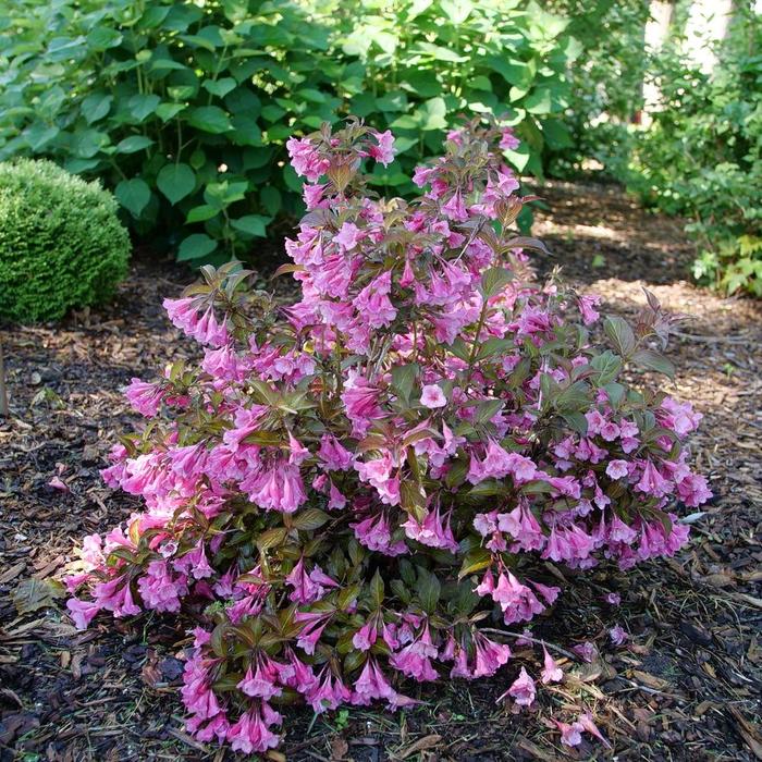 Sonic Bloom Wine™ - Weigela florida from E.C. Brown's Nursery