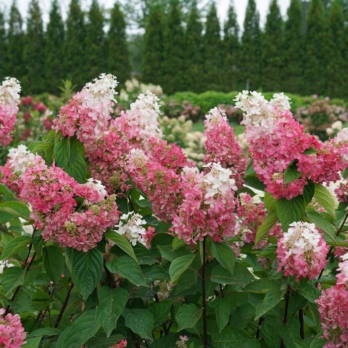 Pinky Winky Prime® Panicle Hydrangea - Hydrangea paniculata from E.C. Brown's Nursery