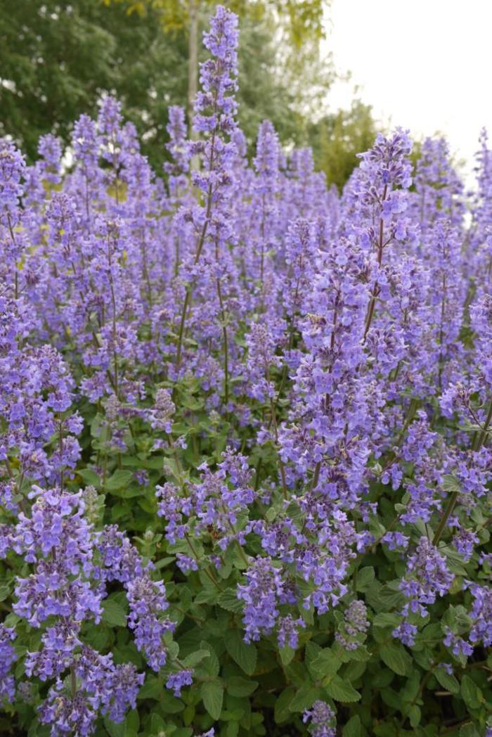'Summer Magic' Catmint - Nepeta grandiflora from E.C. Brown's Nursery 'Summer Magic' Catmint - Nepeta grandiflora from E.C. Brown's Nursery