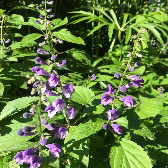 'Appalachian Blues' Skullcap - Scutellaria from E.C. Brown's Nursery