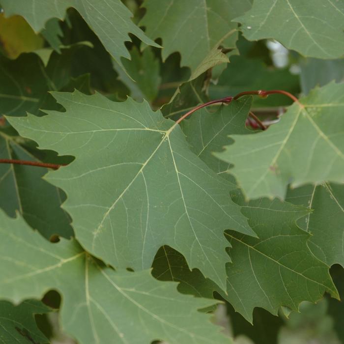 'Exclamation!™' London Planetree - Platanus x acerifolia from E.C. Brown's Nursery