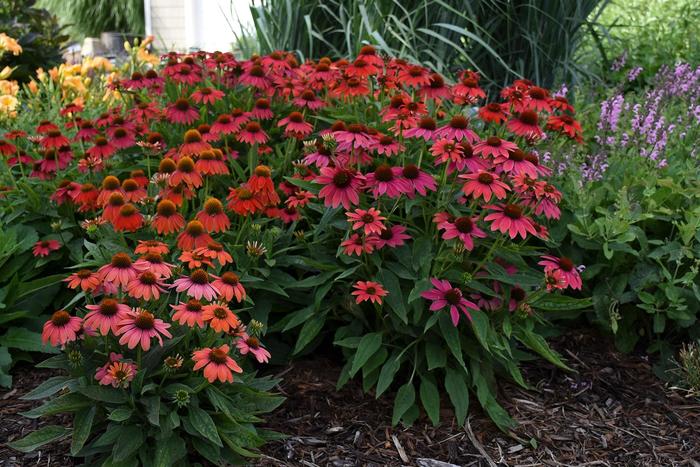 Summersong™ 'Firefinch™' - Echinacea (Coneflower) from E.C. Brown's Nursery