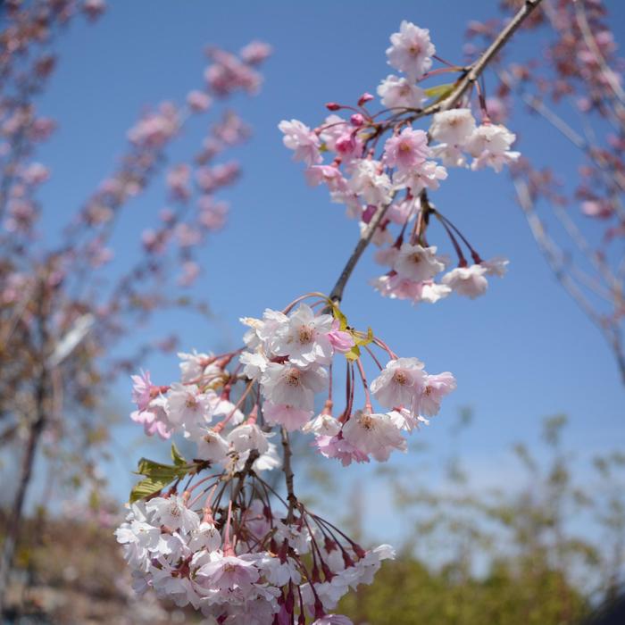 Double Pink Weeping Cherry - Prunus subhirtella var. pendula from E.C. Brown's Nursery