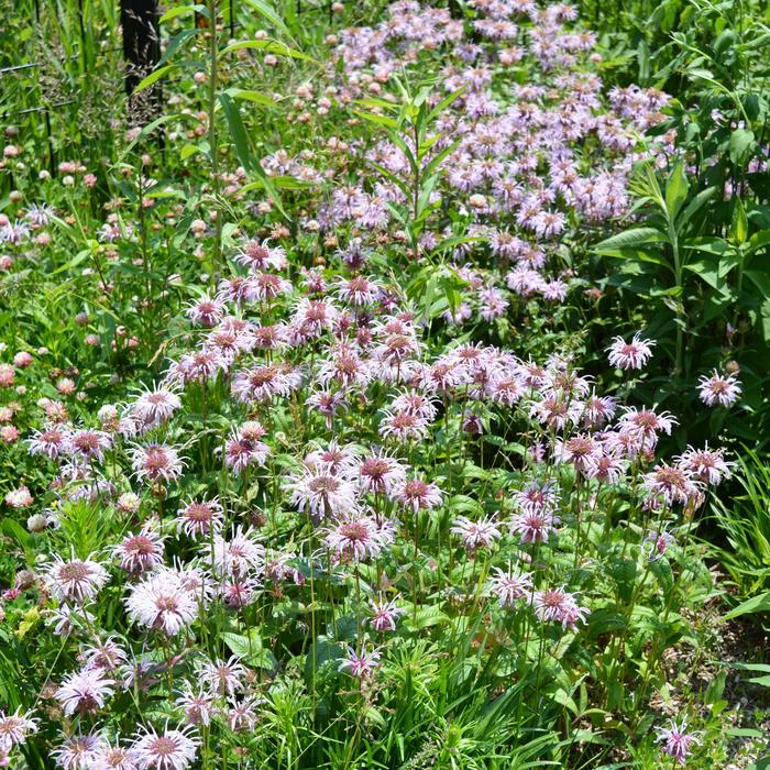 Bee Balm - Monarda bradburiana from E.C. Brown's Nursery