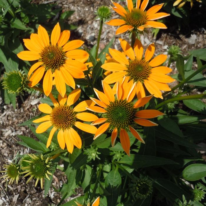 Artisan™ 'Ombre Yellow' - Echinacea (Coneflower) from E.C. Brown's Nursery