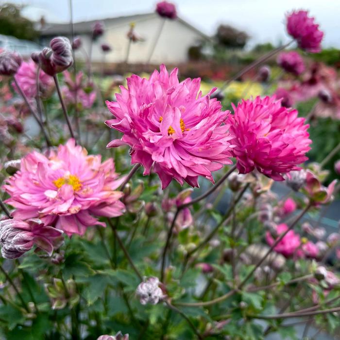 Puff® pink - Anemone (Wind Flower) from E.C. Brown's Nursery