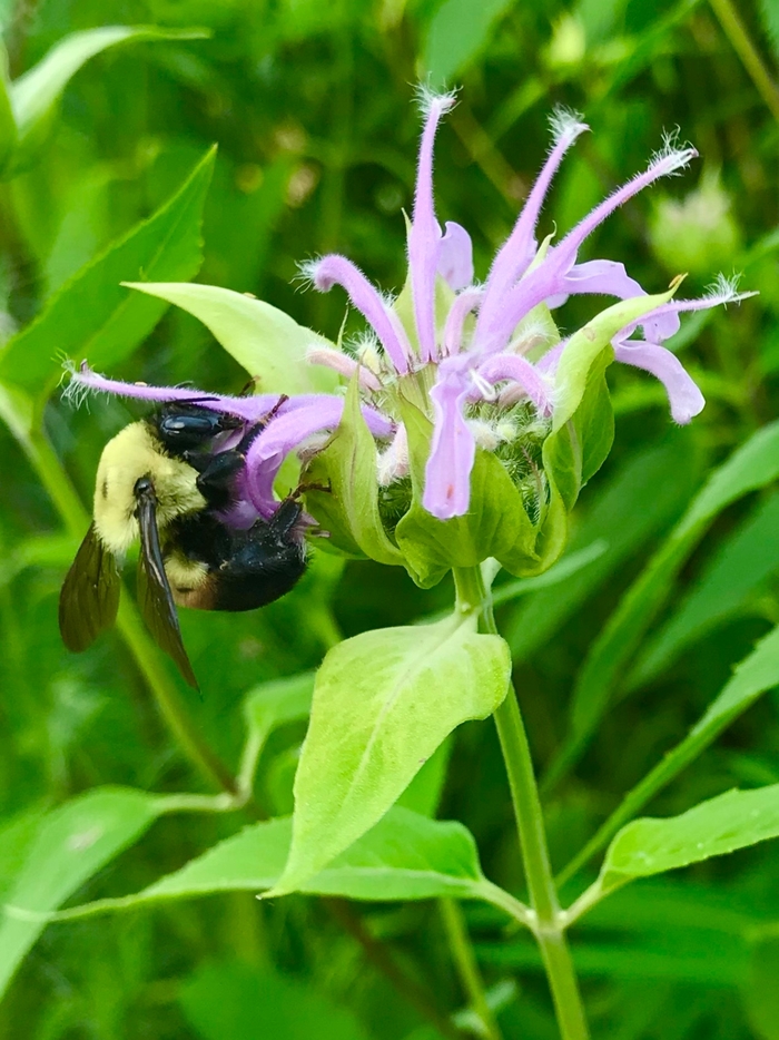 Wild Bergamot - Monarda fistulosa from E.C. Brown's Nursery