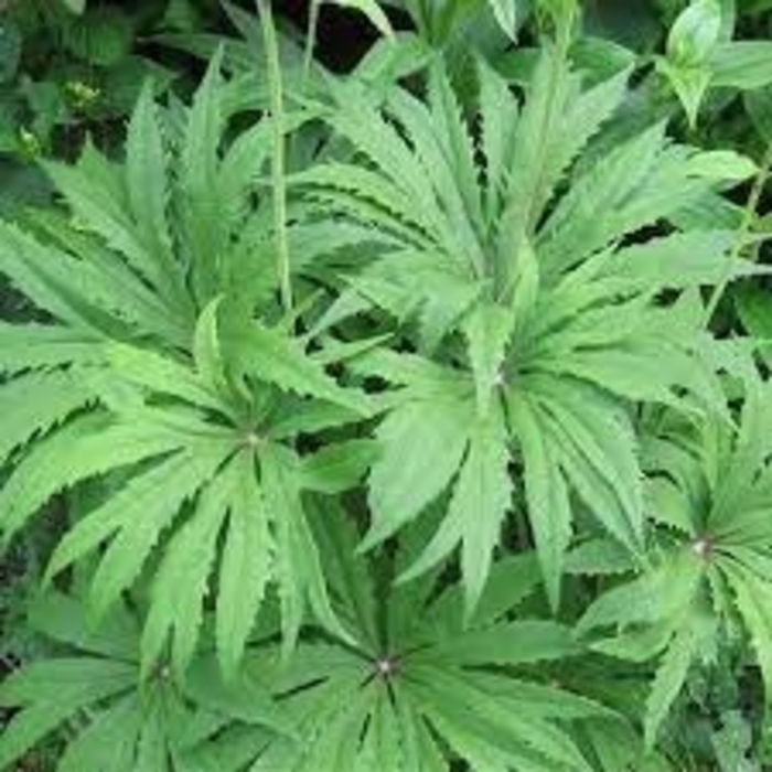 Shredded Umbrella plant - Syneilesis palmata from E.C. Brown's Nursery