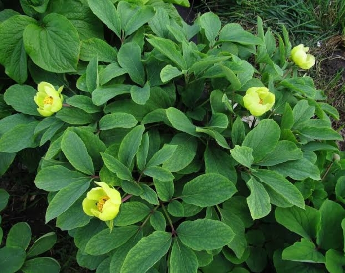 Yellow, Caucasian Peony - Paeonia mlokosewitschii (E Horning) from E.C. Brown's Nursery