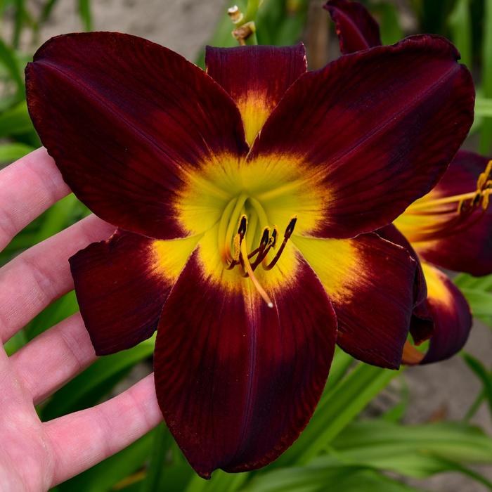 Rainbow Rhythm® 'Persian Ruby' - Hemerocallis (Daylily) from E.C. Brown's Nursery