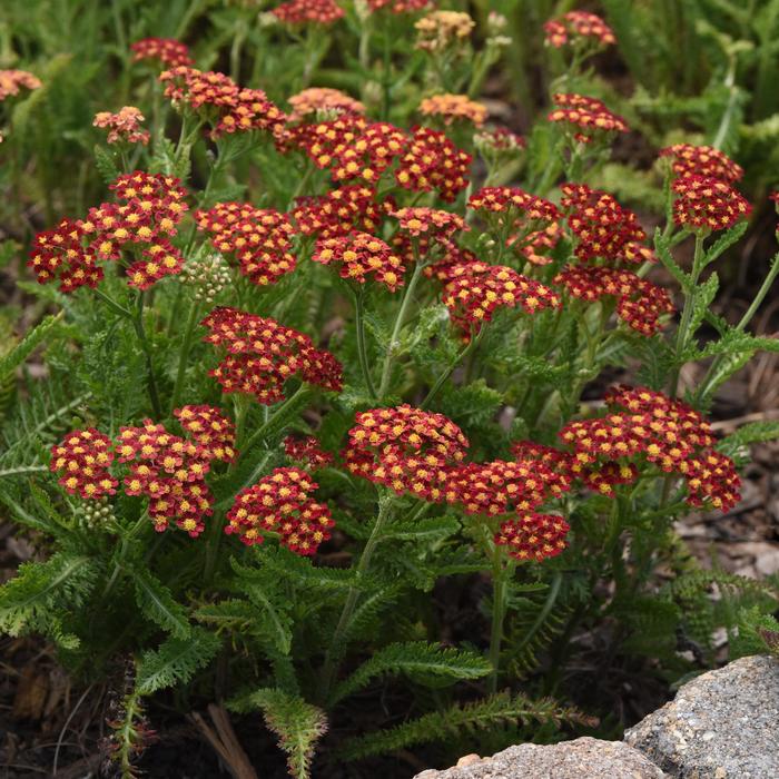 Milly Rock™ Red - Achillea millefolium (Yarrow) from E.C. Brown's Nursery