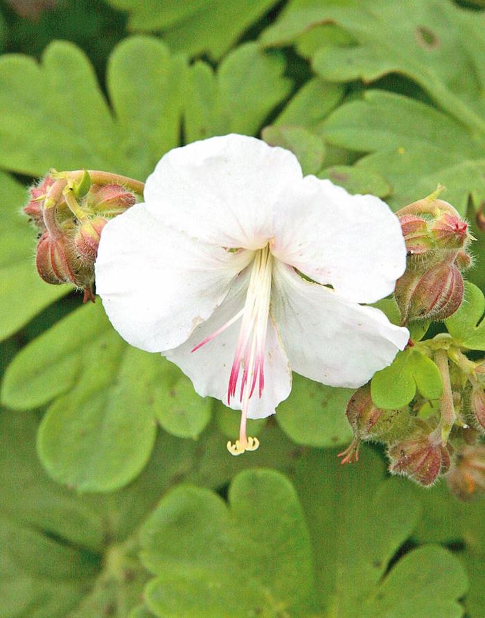 'St. Ola' Hardy Geranium - Geranium x cantabrigiense from E.C. Brown's Nursery 'St. Ola' Hardy Geranium - Geranium x cantabrigiense from E.C. Brown's Nursery