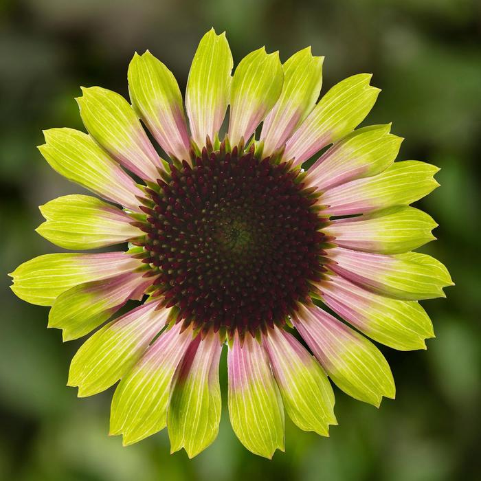 Prairie Blaze™ Vintage Lime Coneflower - Echinacea purpurea from E.C. Brown's Nursery