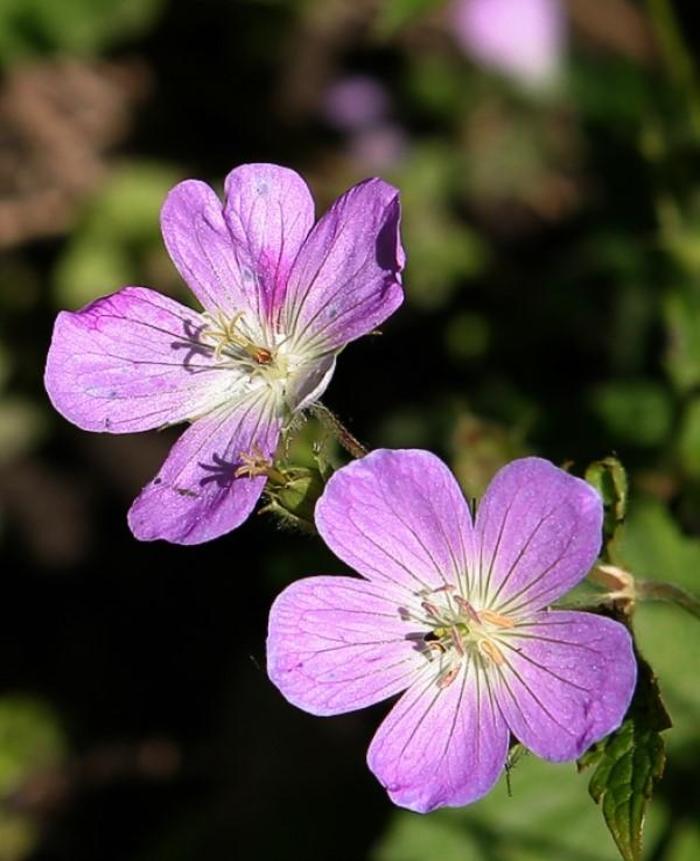 Wild Geranium - Geranium maculatum from E.C. Brown's Nursery Wild Geranium - Geranium maculatum from E.C. Brown's Nursery