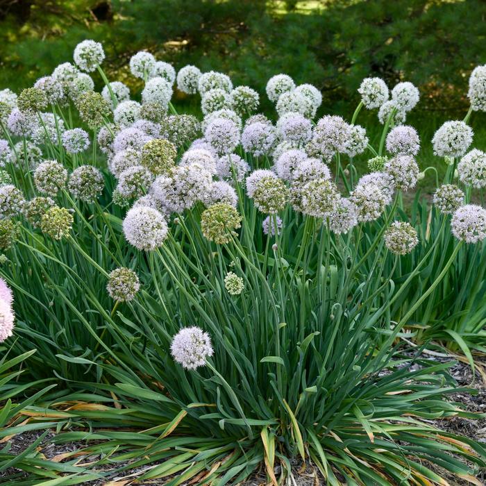 'Bobblehead' Ornamental Onion - Allium x from E.C. Brown's Nursery