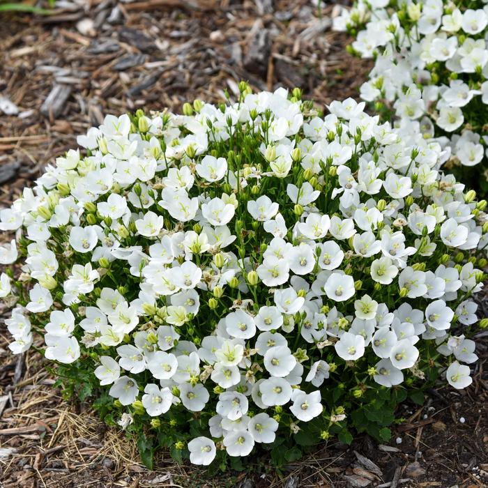 Mini Marvels™ 'Starbright - Campanula carpatica (Carpathian Bellflower) from E.C. Brown's Nursery