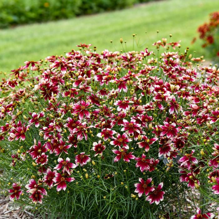 Designer Threads™ 'Heartstrings' - Coreopsis verticillata (Threadleaf Coreopsis) from E.C. Brown's Nursery