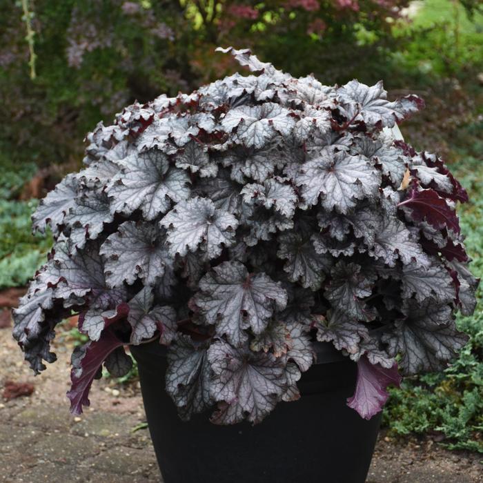 Dressed Up™ 'Prom Dress' - Heuchera (Coral Bells) from E.C. Brown's Nursery