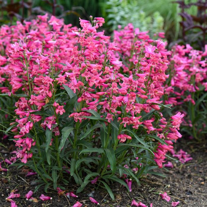 Bejeweled™ 'Pink Pearls' Bearded Penstemon - Penstemon barbatus from E.C. Brown's Nursery