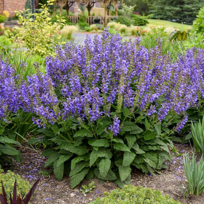 Living Large™ 'Big Sky' - Salvia from E.C. Brown's Nursery