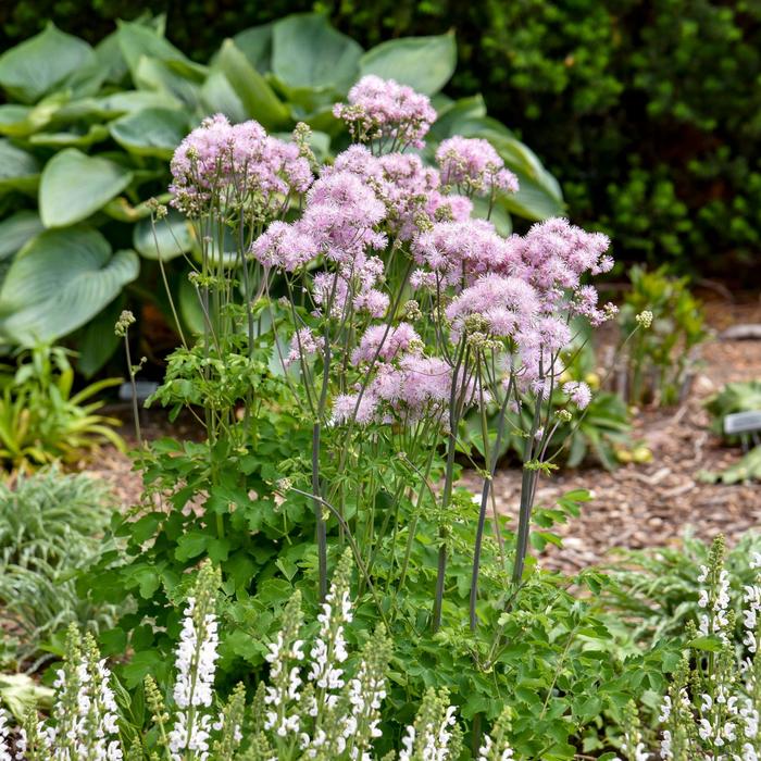 'Cotton Candy' Meadow Rue - Thalictrum from E.C. Brown's Nursery