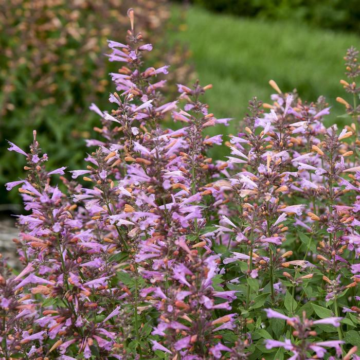 'Pinky Pie' Hummingbird Mint - Agastache rupestris from E.C. Brown's Nursery