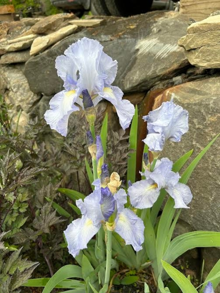 Pale Blue Bearded Iris - Iris Germanica from E.C. Brown's Nursery