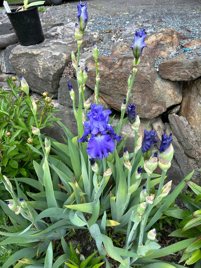 Ninz True Blue Bearded Iris - Iris Germanica from E.C. Brown's Nursery