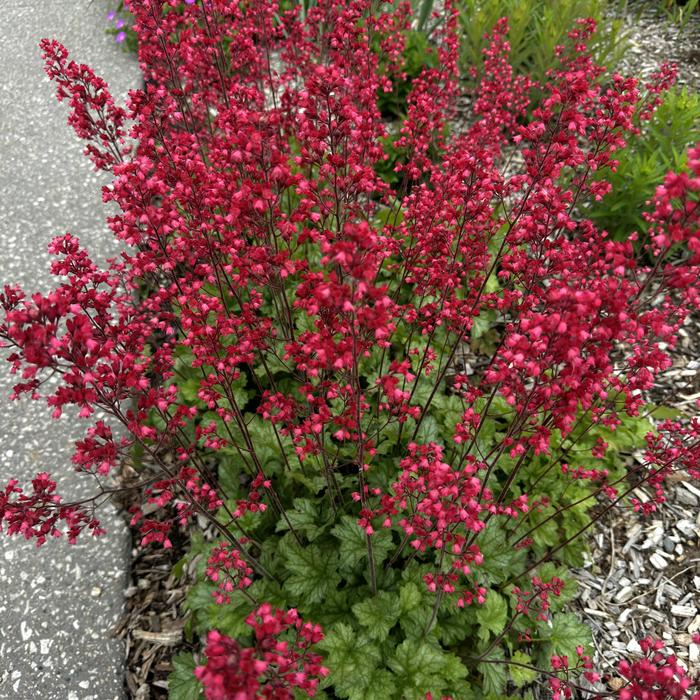 'Firefly' Coral Bells - Heuchera sanguinea from E.C. Brown's Nursery 'Firefly' Coral Bells - Heuchera sanguinea from E.C. Brown's Nursery