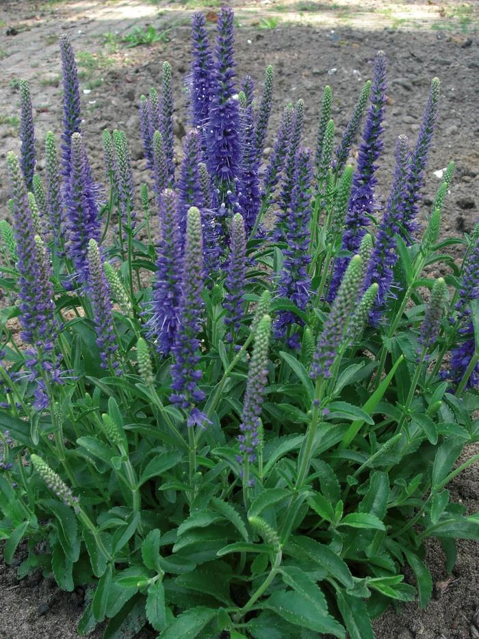 'Baby Blue' Speedwell - Veronica from E.C. Brown's Nursery 'Baby Blue' Speedwell - Veronica from E.C. Brown's Nursery