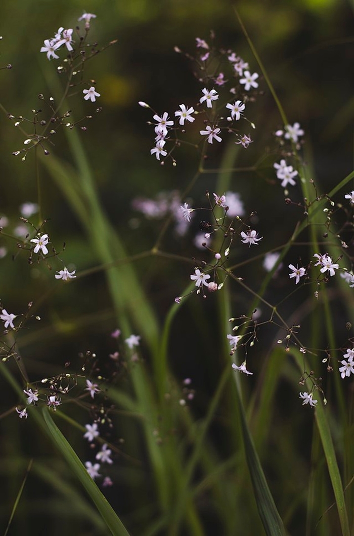 Gypsophila pacifica - Pink Baby's Breath from E.C. Brown's Nursery