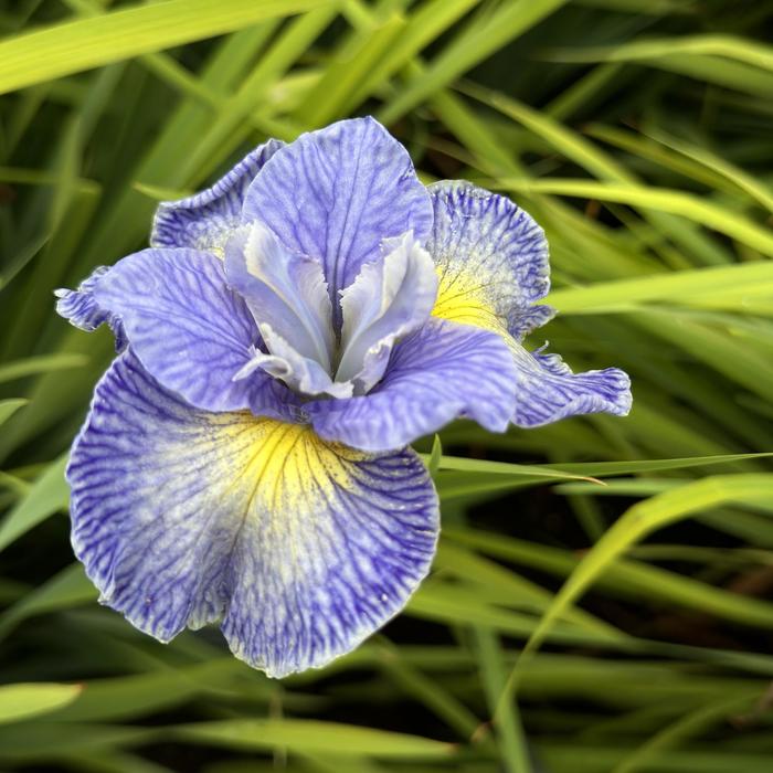 'Cape Cod Boys' Siberian Iris - Iris sibirica from E.C. Brown's Nursery