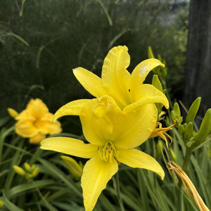 'Hyperion' Daylily - Hemerocallis from E.C. Brown's Nursery