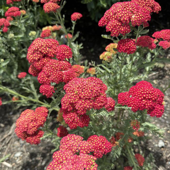 'Firefly Red Pop' Yarrow - Achillea from E.C. Brown's Nursery