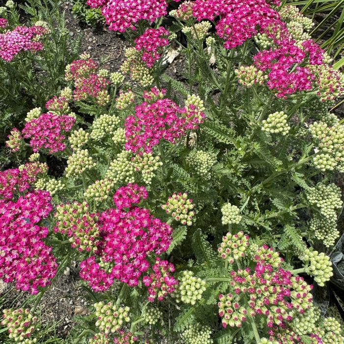 'Firefly Fuchsia' Yarrow - Achillea from E.C. Brown's Nursery