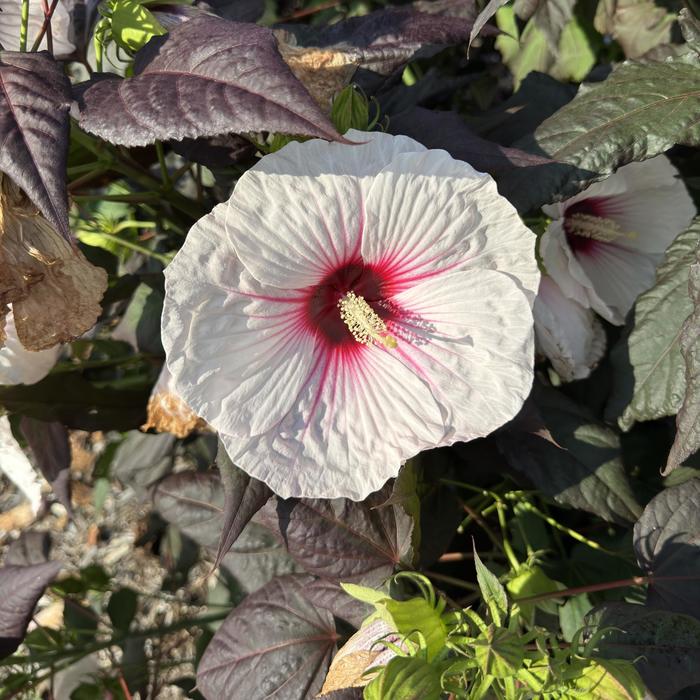 'Dark Mystery' Rose Mallow - Hibiscus from E.C. Brown's Nursery 'Dark Mystery' Rose Mallow - Hibiscus from E.C. Brown's Nursery