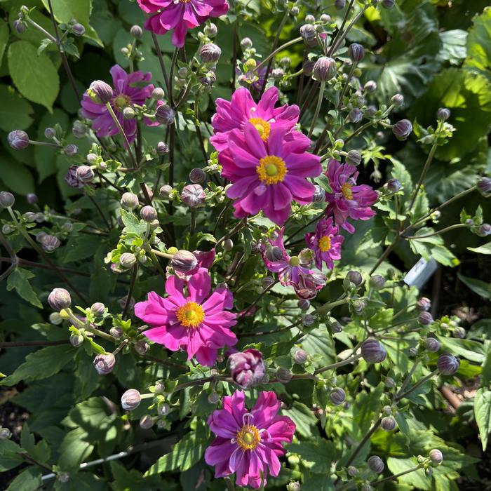 'Curtain Call Deep Rose' Japanese Anemone - Anemone from E.C. Brown's Nursery