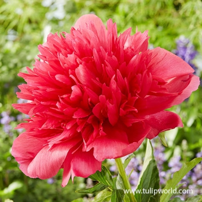 Many Happy Returns Peony - Paeonia lactflora 'Many Happy Returns' from E.C. Brown's Nursery