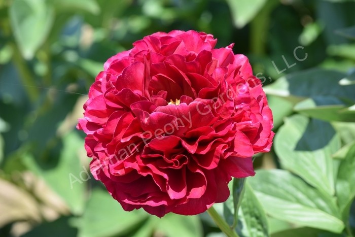 Old Faithful Peony - Paeonia lactiflora 'Old Faithful' from E.C. Brown's Nursery