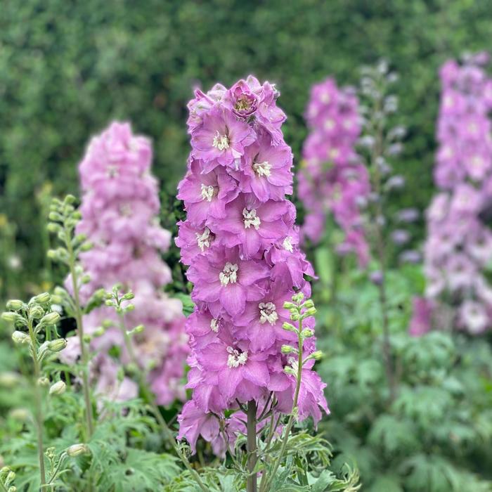 'New Zealand Mini Pinks' - Delphinium from E.C. Brown's Nursery