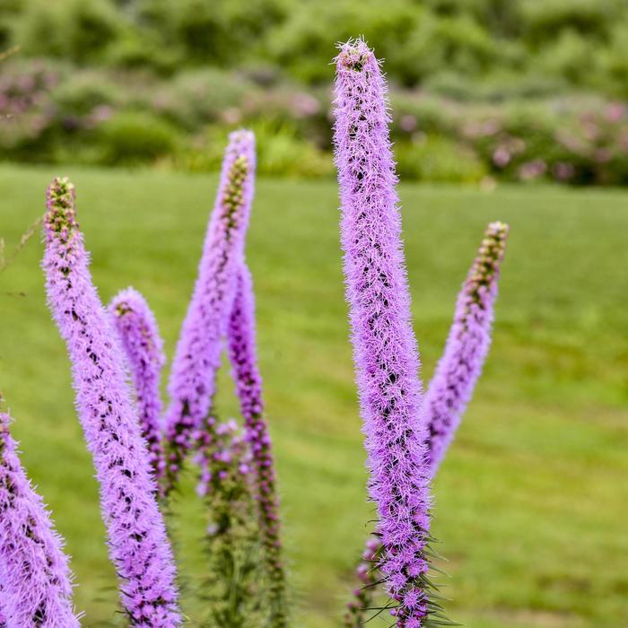 'Lavender Glowsticks' Gayfeather - Liatris pycnostacha from E.C. Brown's Nursery